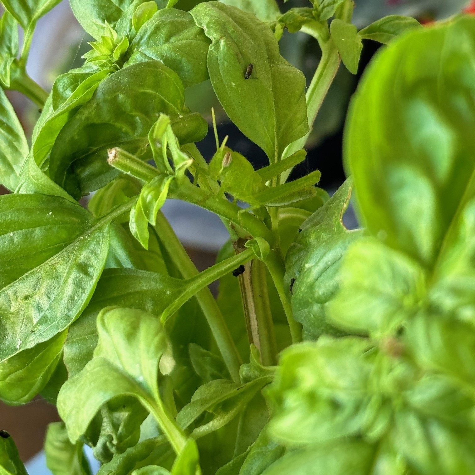 basil